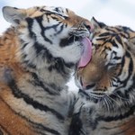 Zwiedzający znęcał się nad tygrysem w zoo. Ma trafić do więzienia
