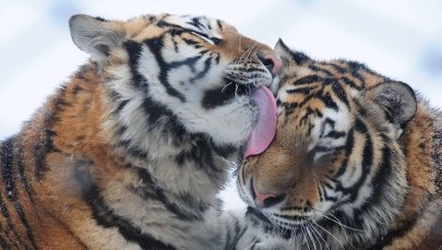 Zwiedzający znęcał się nad tygrysem w zoo. Ma trafić do więzienia