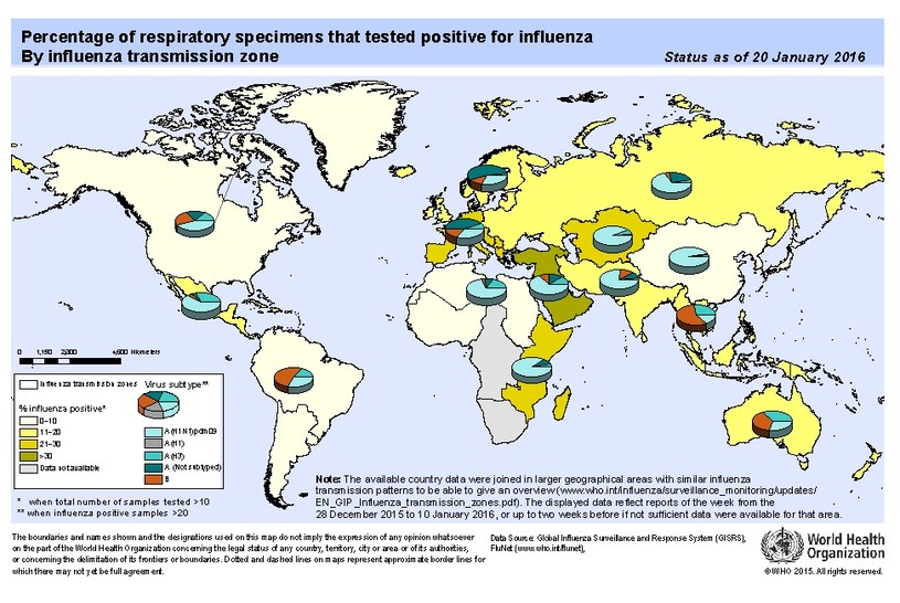 Zwiększenie aktywności grypy odnotowano w styczniu 2016 roku w Ameryce Północnej, północnej i wschodniej Europie oraz w Azji. Większość z wykrytych wirusów grypy to AH1N1, tzw. wirus świńskiej grypy /www.who.int /