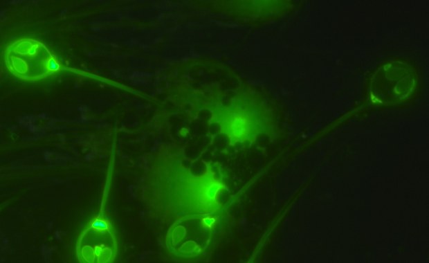 Zwierzę, które nauczyło się żyć bez powietrza