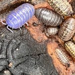 Zwierzę nagle zmienia kolor. Momentalnie zaczyna błyszczeć na fioletowo