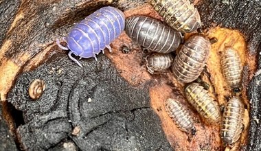 Zwierzę nagle zmienia kolor. Momentalnie zaczyna błyszczeć na fioletowo