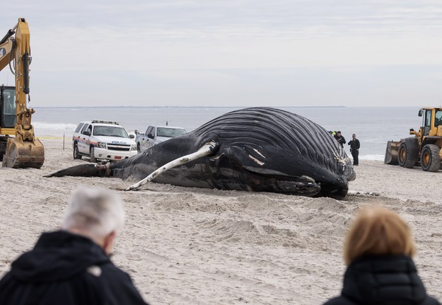 Zwierzę odnaleziono na plaży wczesnym rankiem. /JUSTIN LANE /PAP/EPA