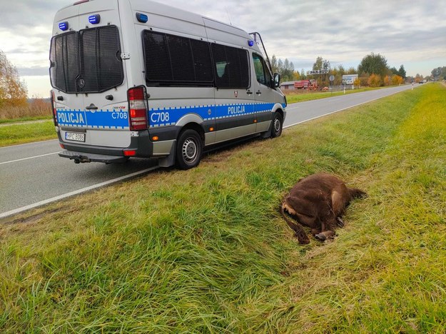 Zwierzę po potrąceniu kilka godzin konało w rowie przy drodze. /KWP Białystok /Policja