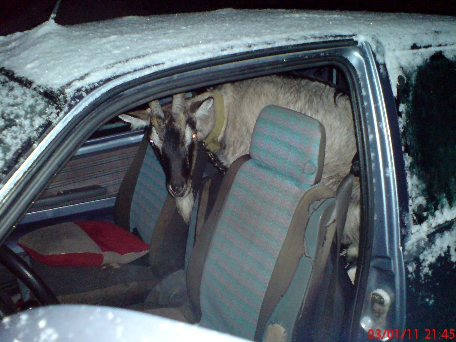 Zwierzę przez kilka godzin było zamknięte w aucie &nbsp; /poboczem.pl