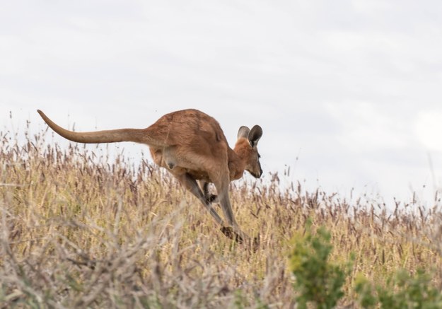 Śląskie: Wielka pogoń za... kangurem