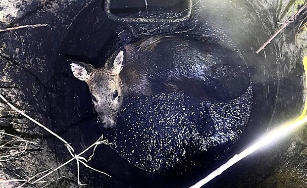 Zwierzę w tarapatach. Wpadło w głęboką pułapkę