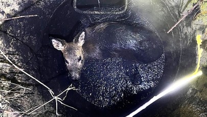 Zwierzę w tarapatach. Wpadło w głęboką pułapkę