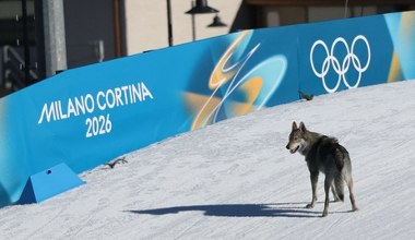 Zwierzę wyglądające jak wilk na olimpijskiej trasie. Opadły szczęki