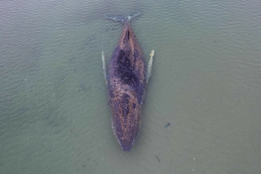 Zwierzę zauważono w nocy z niedzieli na poniedziałek u wybrzeży Timmendorfer Strand /STRINGER/AFP/East News /East News