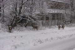 Zwierzęta buszują w Zakopanem. Zaskoczył je śnieg