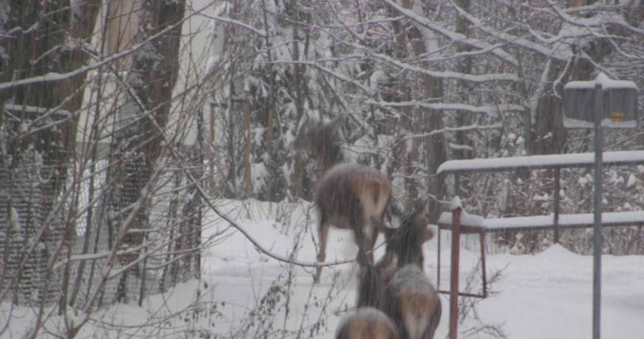 Zwierzęta buszują w Zakopanem. Zaskoczył je śnieg