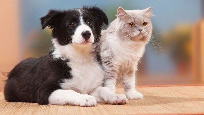 Zwierzęta kontra fajerwerki. Jak ułatwić psom i kotom przetrwanie Sylwestra?