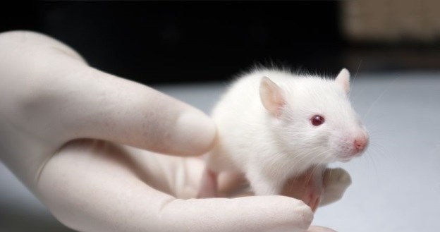 Zwierzęta laboratoryjne pójdą w odstawkę? /123RF/PICSEL