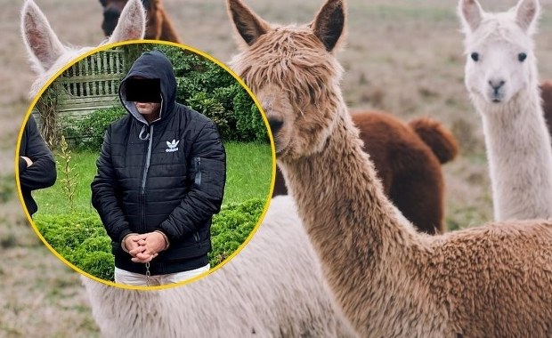 Zwierzęta miały poderżnięte gardła. Zatrzymano mężczyznę podejrzanego o śmierć alpak