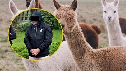Zwierzęta miały poderżnięte gardła. Zatrzymano mężczyznę podejrzanego o śmierć alpak