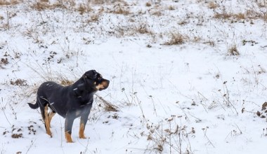 Zwierzęta mogą być bezradne na mrozie. Policja: natychmiast reaguj