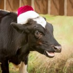 Zwierzęta mówią ludzkim głosem? Ta legenda ma korzenie dłuższe, niż myślisz 