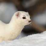 Zwierzęta o białym futrze zagrożone wyginięciem