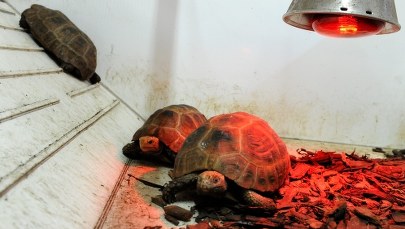 Zwierzęta odebrane przemytnikom znajdą schronienie