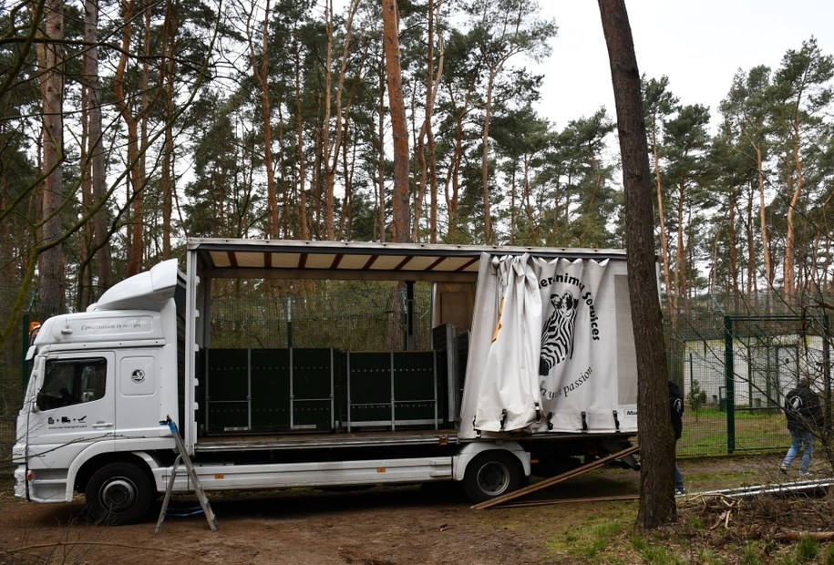 Zwierzęta podróżowały przez Europę do Anglii /Ogród Zoologioczny w Poznaniu /Materiały prasowe