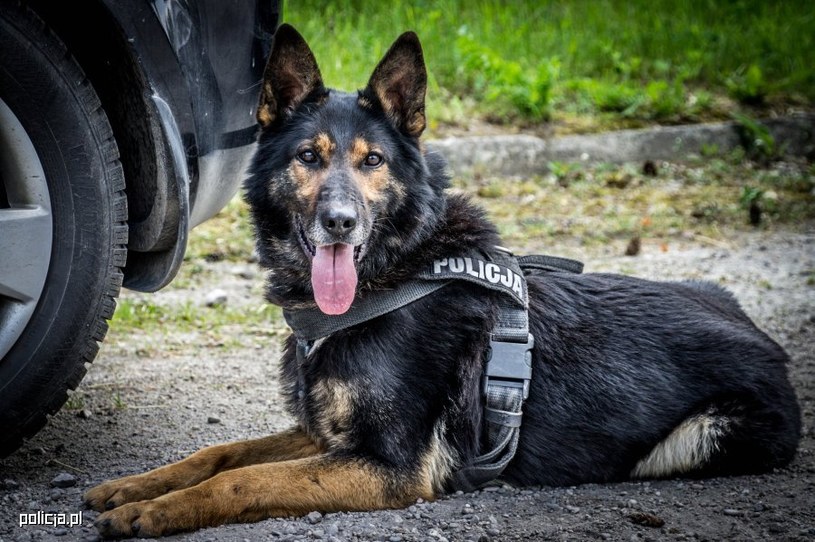Zwierzęta pracujące w służbach mundurowych dostaną emeryturę /Policja