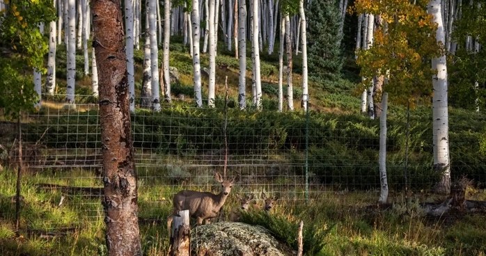 Zwierzęta stanowią dla Pando coraz większe zagrożenie. /Lance Oditt/Friends of Pando /materiał zewnętrzny