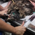 Zwierzęta też oddają krew. Jest wykorzystywana podczas zabiegów u kotów i psów