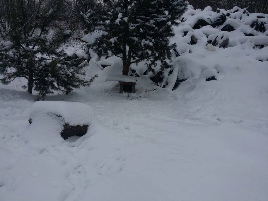 Zwierzęta uwiązane były krótkimi łańcuchami do zrobionych ze starych płyt meblowych, prowizorycznych i nieocieplonych bud /Małopolska Policja /Materiały prasowe