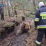 Zwierzęta w Polsce wpadają w nietypowe pułapki