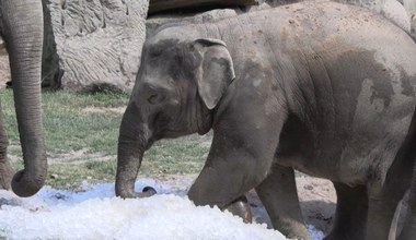 Zwierzęta w praskim zoo dostały tony lodu dla ochłody