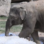 Zwierzęta w praskim zoo dostały tony lodu dla ochłody