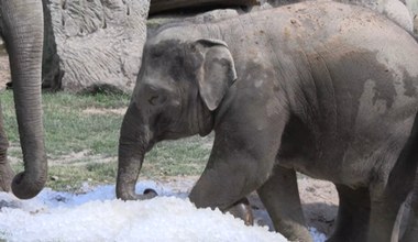 Zwierzęta w praskim zoo dostały tony lodu dla ochłody