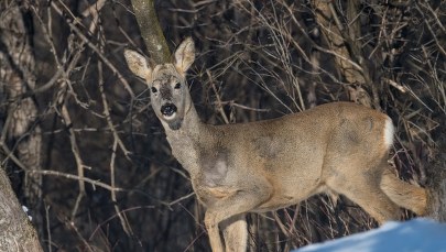 ​Zwierzęta w Tatrach śmiało zaczepiają turystów. TPN radzi, jak reagować