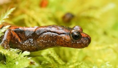Zwierzęta wpadają w szał i stają się agresywne. Co się dzieje? Już wiemy