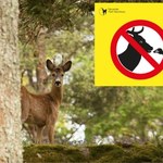 Zwierzęta zaczepiają turystów w Tatrach. Park narodowy ostrzega