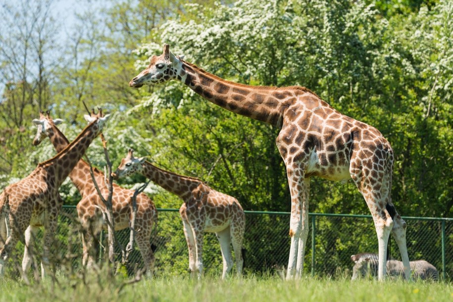Zwierzęta (zdjęcie poglądowe) /Shutterstock