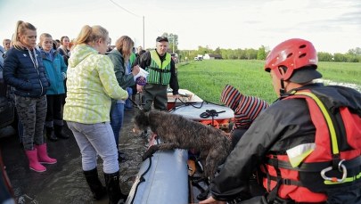 Zwierzęta ze schroniska w Wadowicach Dolnych ewakuowane