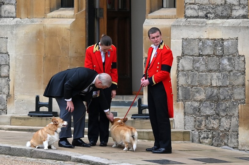 Zwierzęta żegnają królową. Książę Andrzej głaszcze corgi /Justin Setterfield / Staff /Getty Images