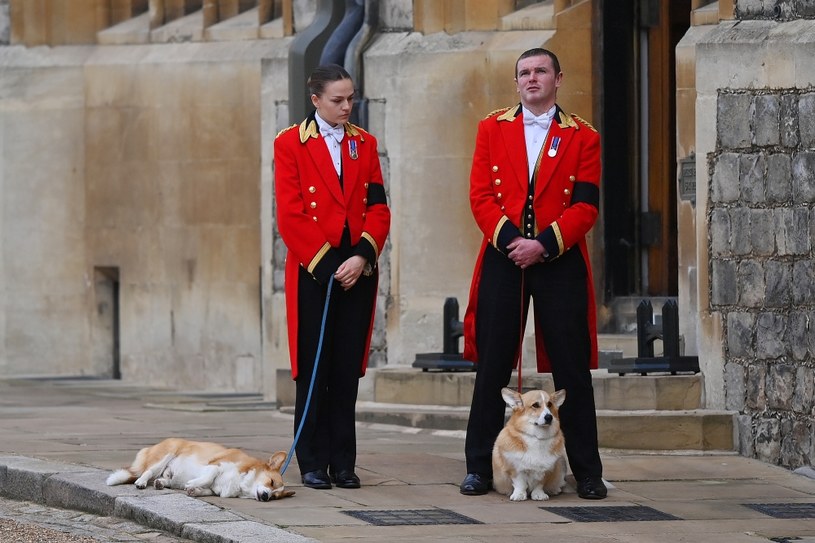 Zwierzęta żegnają królową /Justin Setterfield / Staff /Getty Images