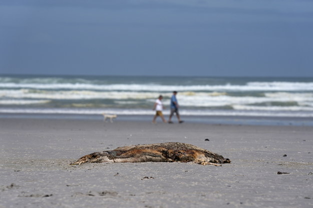 Zwierzęta znajdowane są na plażach /	NIC BOTHMA /PAP/EPA