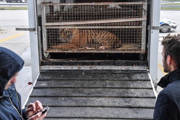 Zwierzęta znajdują się w podróży od 22 października /Wojtek Jargiło /PAP