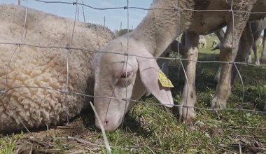 ​"Zwierzostan": Kozy i owce