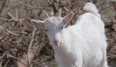 "Zwierzostan": Kozy i owce