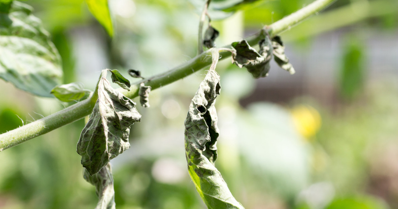 Zwijające się liście pomidorów mogą być przyczyną niedoboru, poważnej choroby lub ataku szkodników /123RF/PICSEL