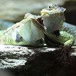 Zwinni łowcy rodem z pustyni zamieszkali w gdańskim zoo
