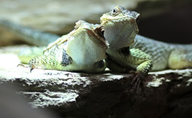 Zwinni łowcy rodem z pustyni zamieszkali w gdańskim zoo