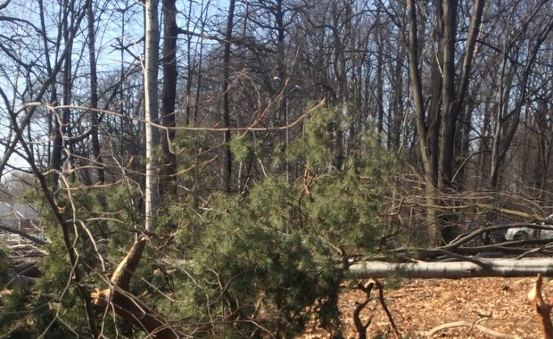 Zwłoki mężczyzny w Lesie Murckowskim w Katowicach. Miał rany kłute