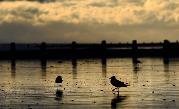 Zwłoki mężczyzny z Korei Północnej znaleziono na wybrzeżu japońskiej wyspy