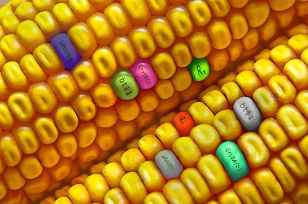 Zwolennikami GMO są przede wszystkim wielkie korporacje mające patenty na modyfikowane ziarna /&copy;123RF/PICSEL